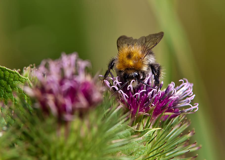 hummel, insect, flower, bee, nature, summer, blossom, bloom HD wallpaper
