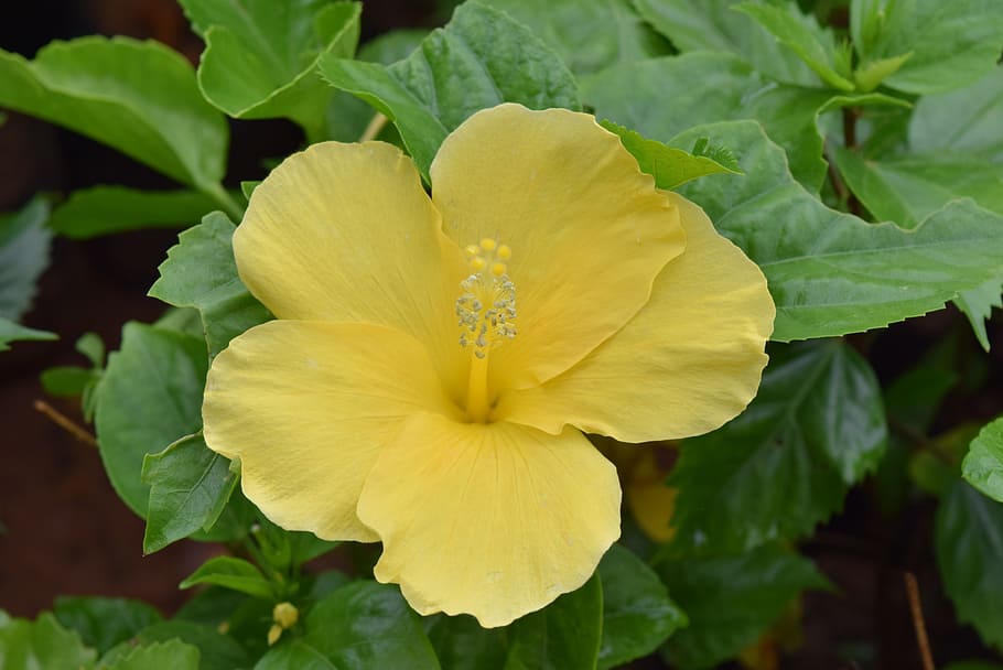 hibiscus rosa-sinensis, flower, yellow, beauty in nature, plant, HD wallpaper