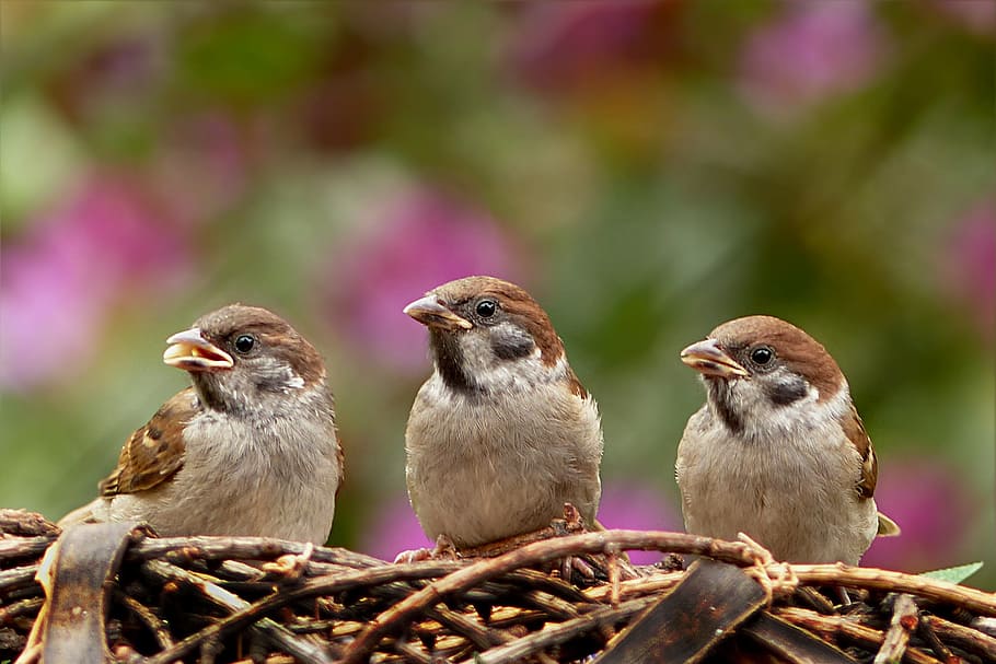 three brown sparrows on nest, passer domesticus, bird, young, HD wallpaper