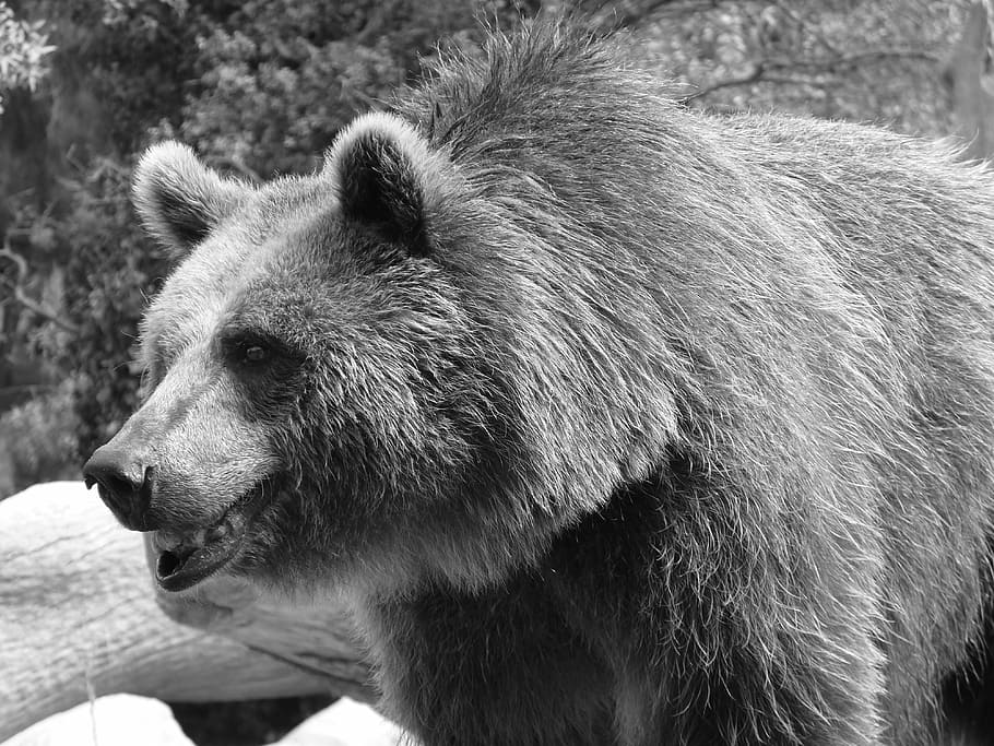 bear, brown, black, wildlife, grizzly, brown Bear, animal, mammal HD wallpaper