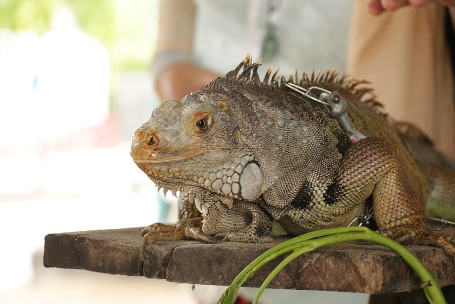 Wildlife, Lizard, Reptiles, one animal, animal themes, indoors HD wallpaper