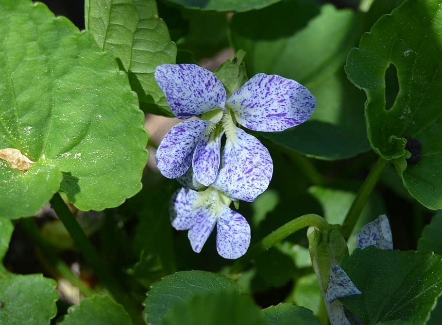 violets, spring flower, flowering plant, growth, beauty in nature HD wallpaper