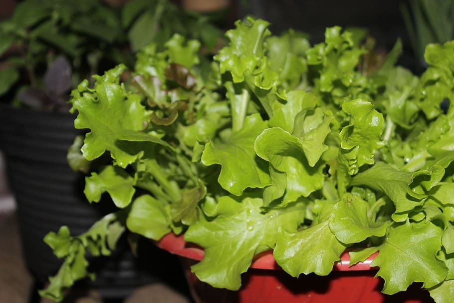 Lettuce, Salad, Vegetable, Vegetable, Green, Fresh, food, healthy HD wallpaper