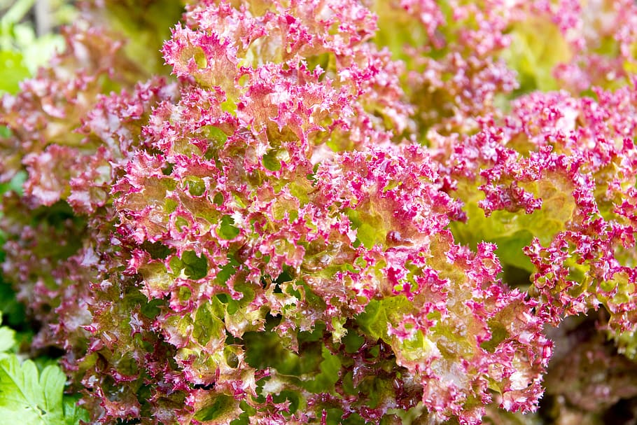 green, garden, leaf, lettuce, plant, nature, vegetable, food HD wallpaper