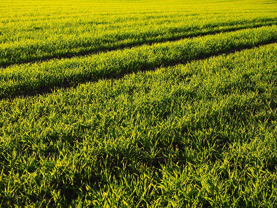 Seed, Field, Arable, Grass, Green, cereals, agriculture, cultivation HD wallpaper
