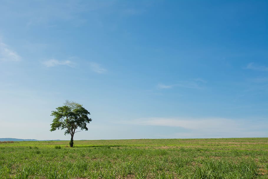 tree, wide field, view, background, plant, sky, landscape, beauty in nature HD wallpaper