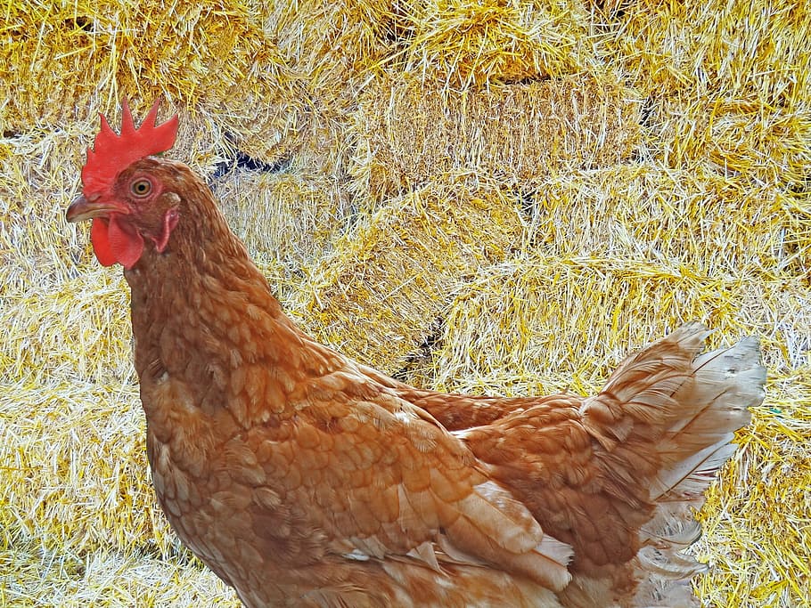 Chicken, Hen, Poultry, Agriculture, Farm, range, chicken - bird HD wallpaper