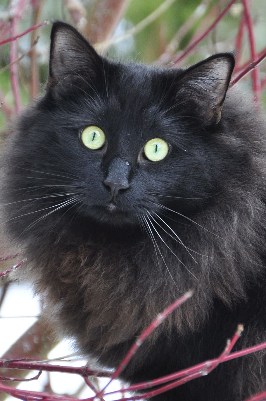 long-coated brown and black cat, katz, eyes, yellow, view, face