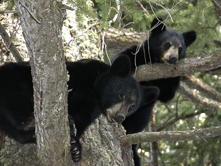 two black bears on tree top, bear cubs, animal, branch, canada HD wallpaper