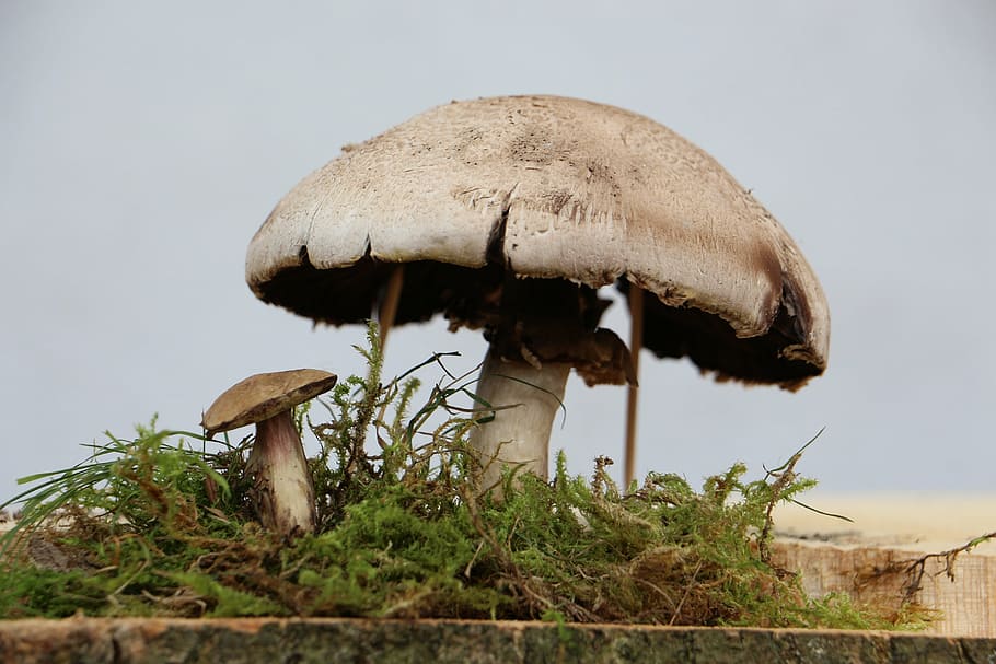 mushrooms, nature, close, moss, mushroom picking, fungus, autumn HD wallpaper