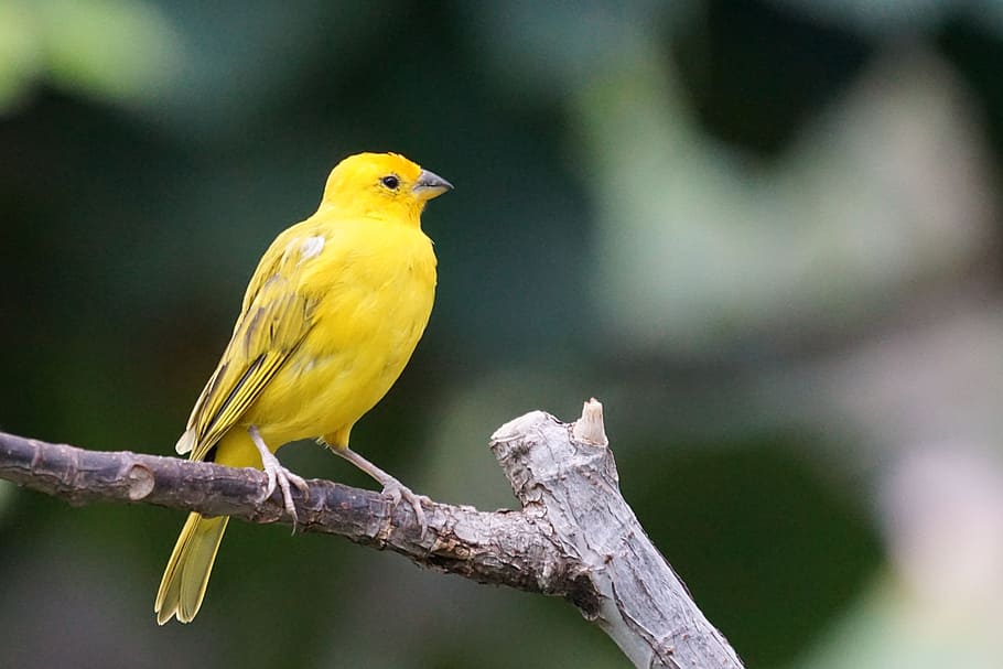 selective focus photography of short-beaked long-tailed yellow bird perched on tree branch HD wallpaper