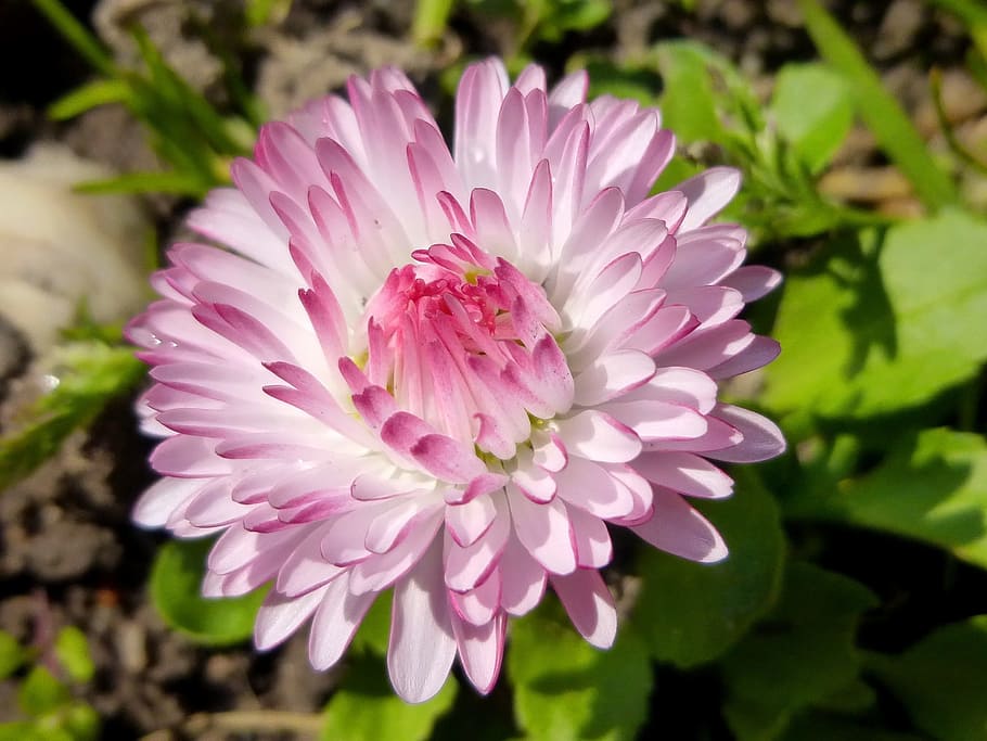 Daisy, Flower, Spring, Nature, spring flower, plant, white HD wallpaper