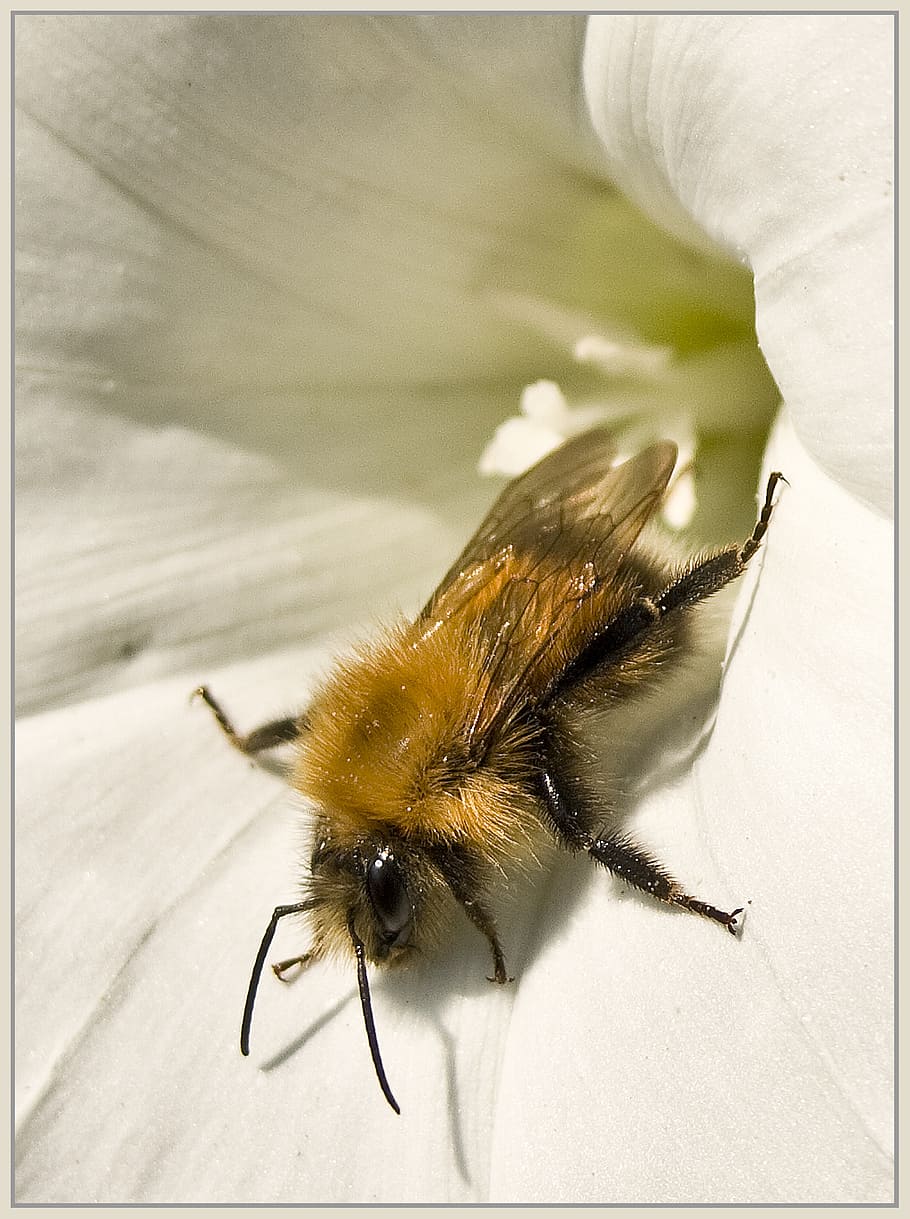 bee, honey bee, summer, flower, insect, garden, pollination, HD wallpaper