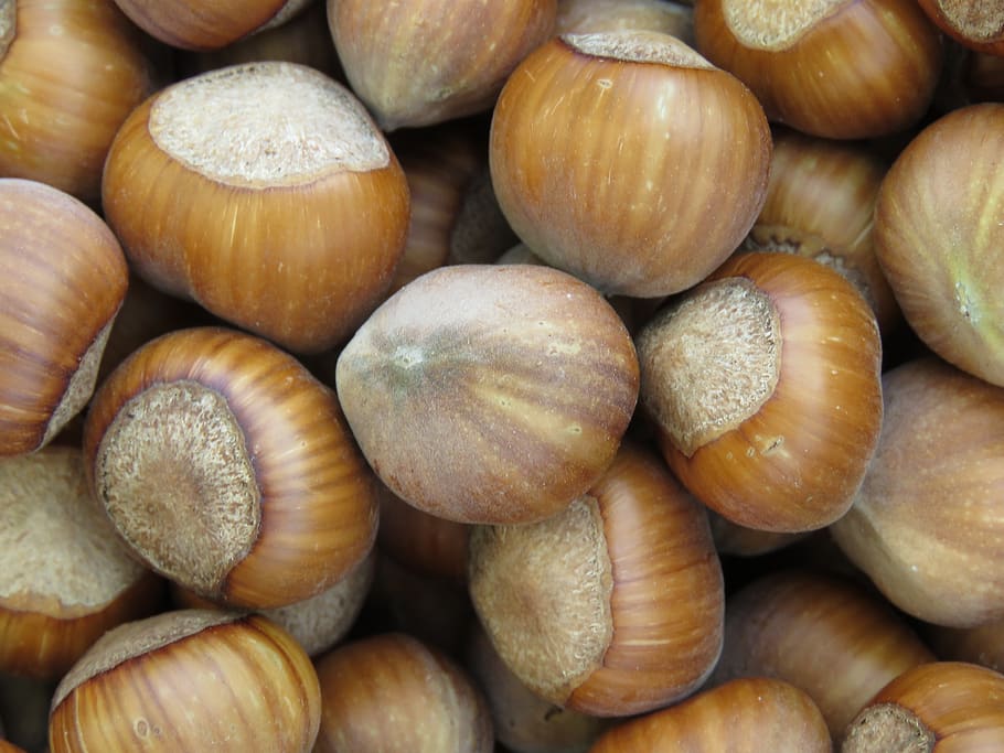 hazelnut, nuts, legume, healthy, food, food and drink, freshness HD wallpaper