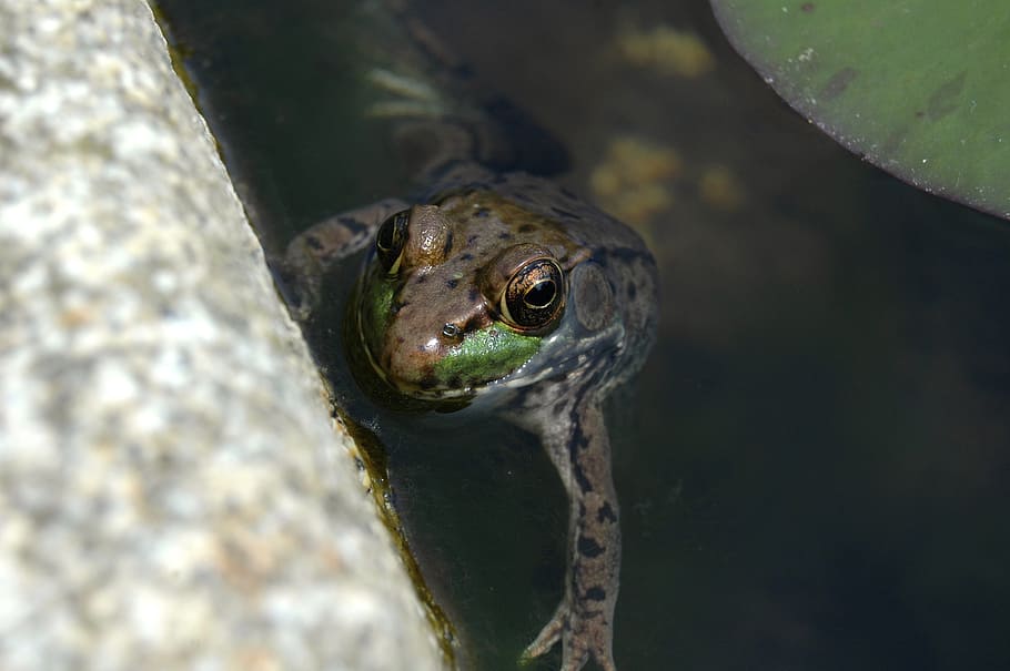 frog, pond, water, nature, amphibian, green, lily, aquatic HD wallpaper
