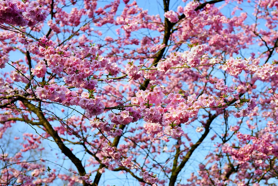 cherry blossom, japanese cherry, smell, bloom, japanese flowering cherry, HD wallpaper