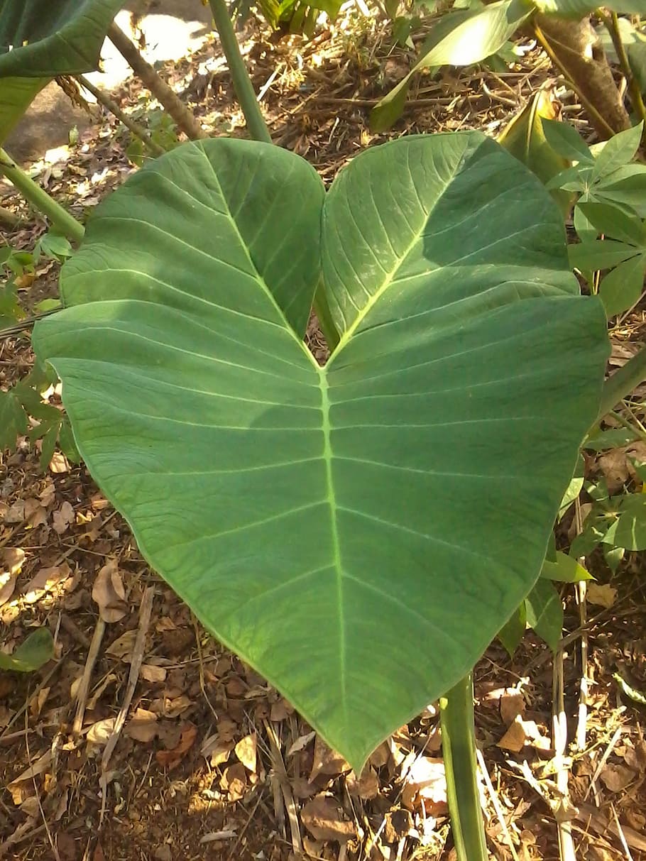 leaf, plant, nature, green, environment, growth, ecology, botany HD wallpaper