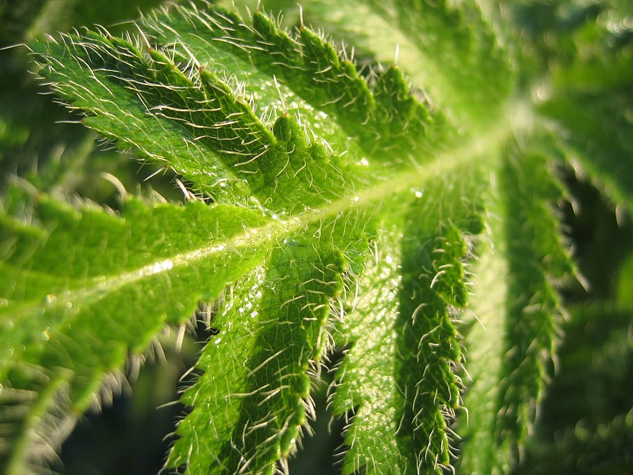fern, macro, leaf, green color, growth, plant, beauty in nature HD wallpaper