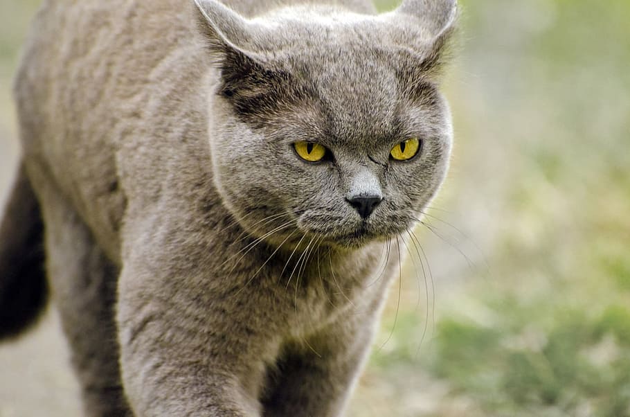 korat cat on green grass, animal, background, brown, carnivore HD wallpaper
