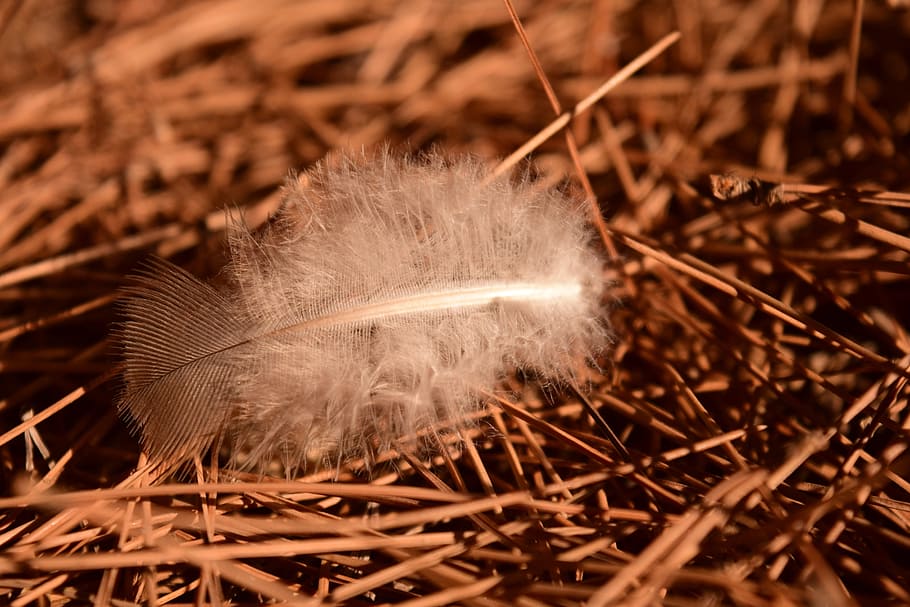 feather, earth, needles, pine needles, brown, white, beautiful HD wallpaper