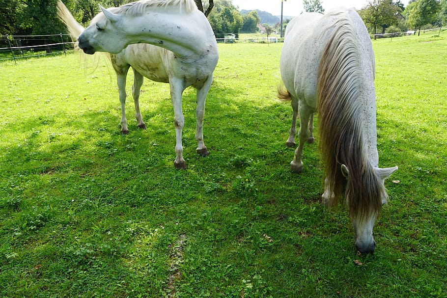 horses, mold, eye, monteaura, equestrian, autumn, gallop, ride, HD wallpaper