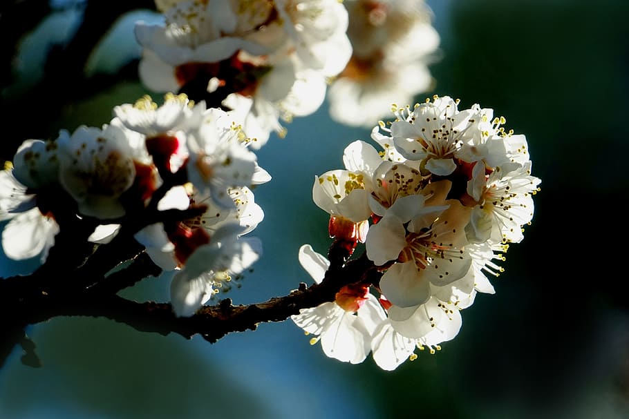 blossom, fruit tree, spring, white, flowering twig, flowering plant HD wallpaper