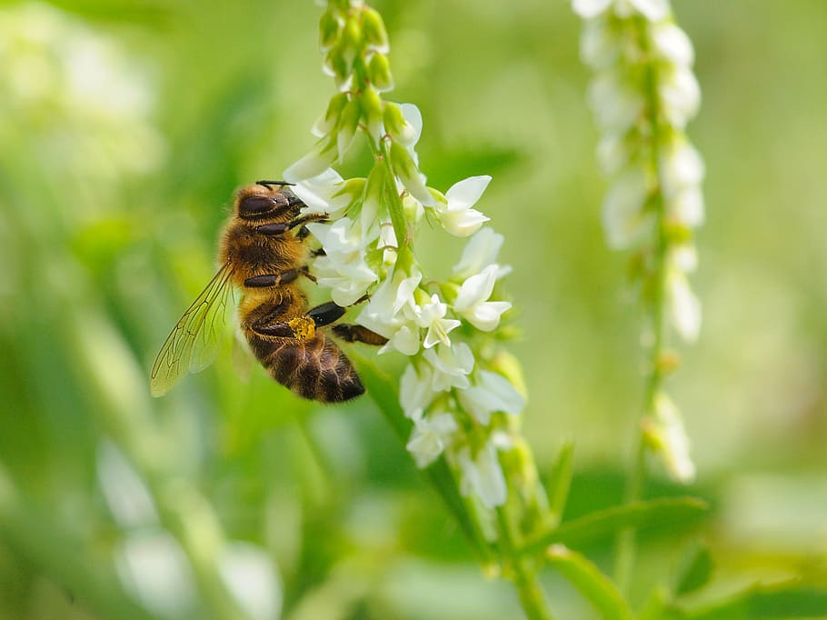 bourdon, forage, insect, macro, plant, nature, one animal, green color HD wallpaper