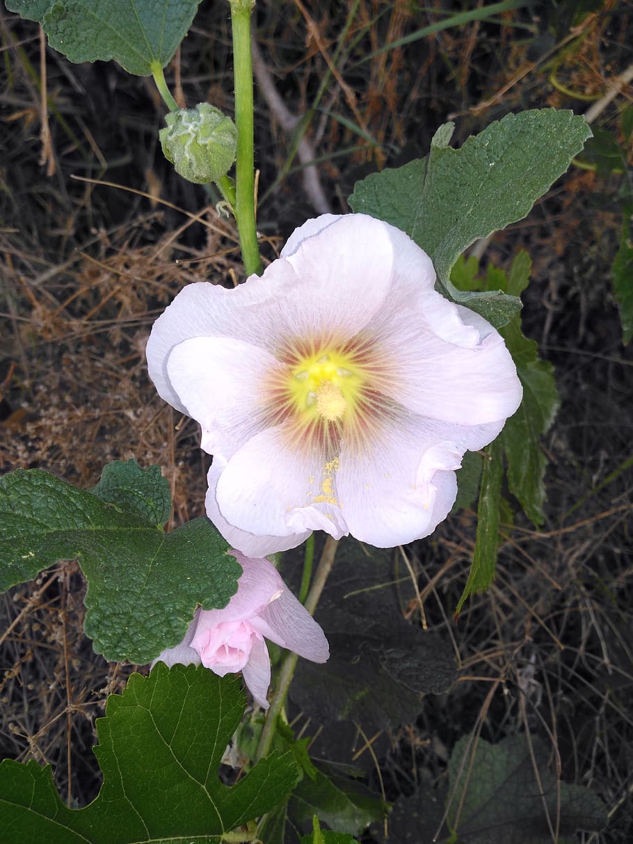 flower, spring, ot, flowering plant, fragility, vulnerability HD wallpaper