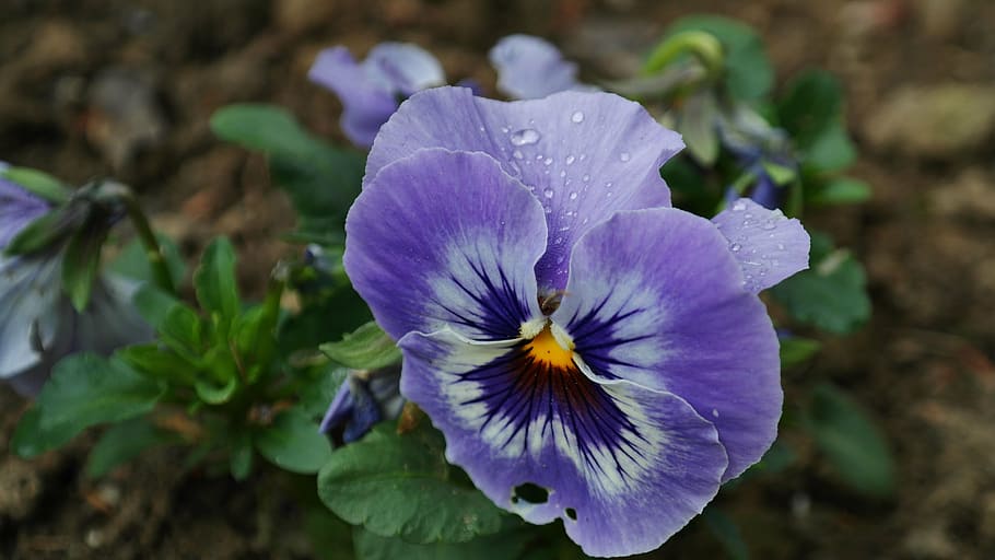 pansy, background, blossom, bloom, colorful, flora, flowers HD wallpaper