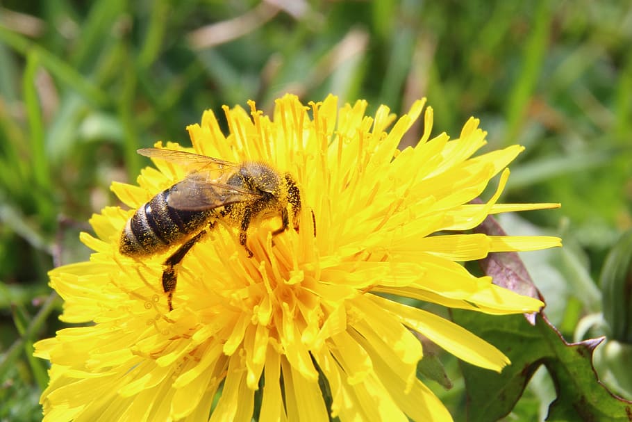 bee, blossom, bloom, pollen, pollination, macro, apis, pistil HD wallpaper