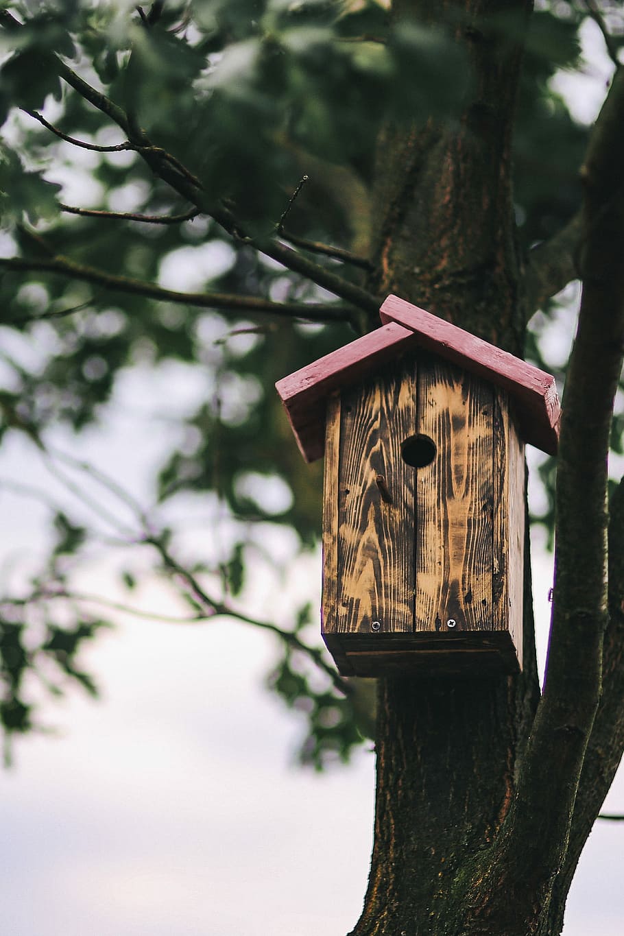 Birdhouse on a Tree, box, wooden, animal Nest, nature, wood - Material