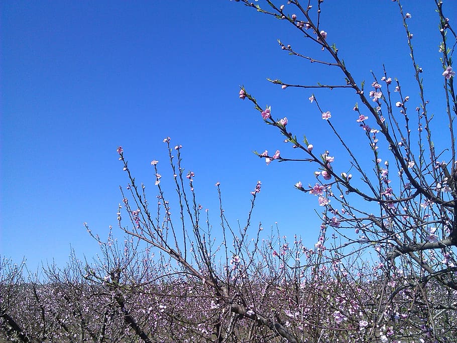 peach tree, flowers, spring, nature, branch, blue, springtime HD wallpaper