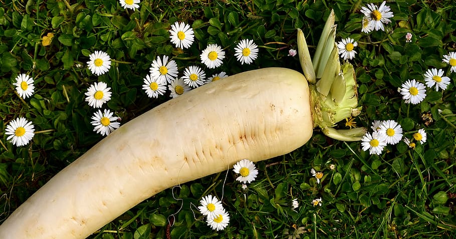 radish, raphanus, white, vegetables, radix, root, cruciferous plant HD wallpaper