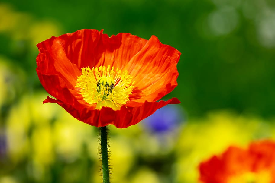 red, orange, and yellow flower, poppy, klatschmohn, flowers, poppy flower, HD wallpaper