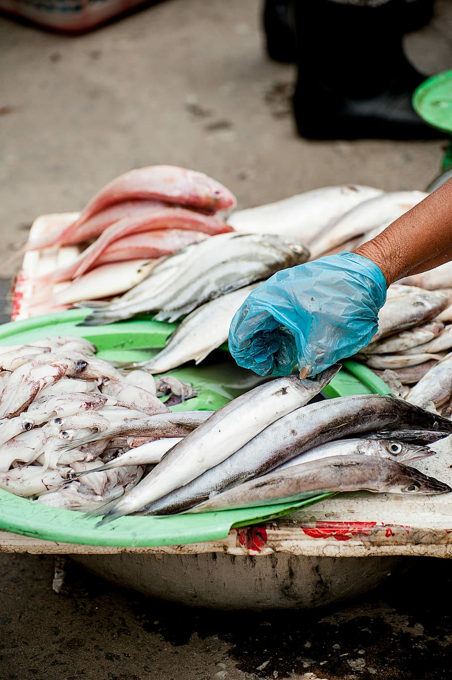 fish lot on green plastic tray, seafood, freshness, market, raw Food HD wallpaper