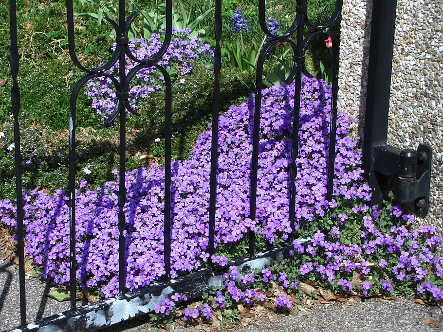 flowers, spring, purple, violet, plant, bloom, beautiful, fence HD wallpaper