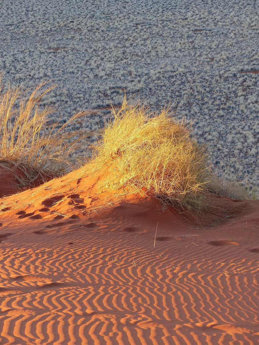 Dunes, Namibia, Sand, Desert, Grasses, africa, nature, sand dune HD wallpaper