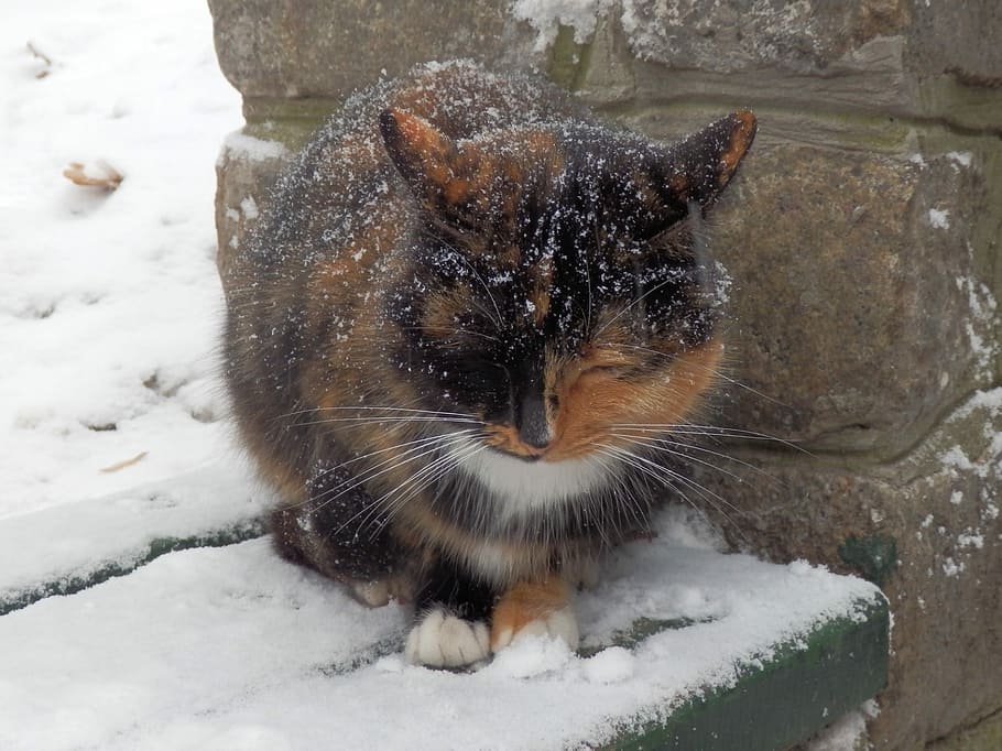 Cat, Homeless, Winter, Snow, coldly, bad weather, snowflakes, HD wallpaper