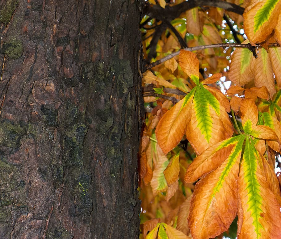 Brown, Tree, Nature, autumn, autumn leaves, park, landscape HD wallpaper