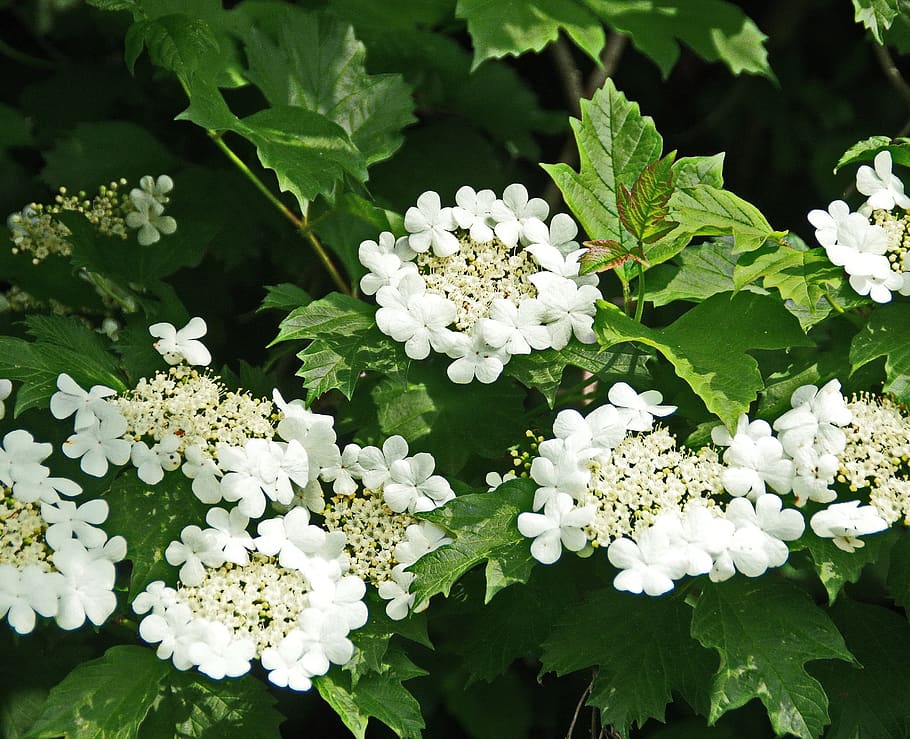 viburnum, white flowers, spring, garden, flowering, flowering branch, HD wallpaper