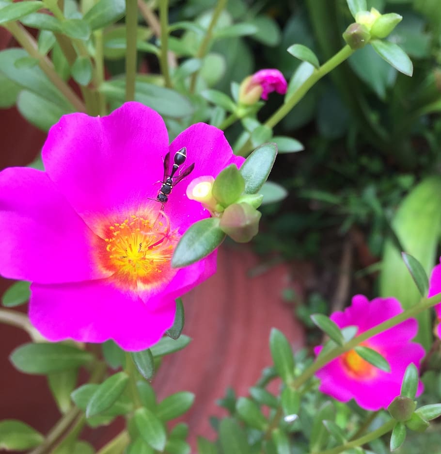 ten, hours, blooming, flower, violet, flowering plant, freshness HD wallpaper