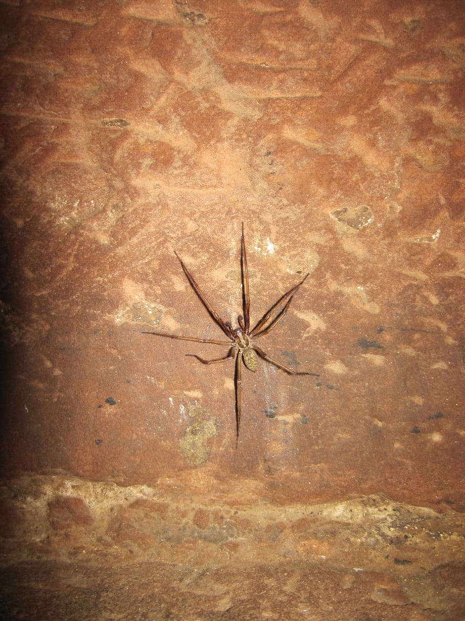 wolf spider, brown, arachnid, close, legs, animal, no people HD wallpaper