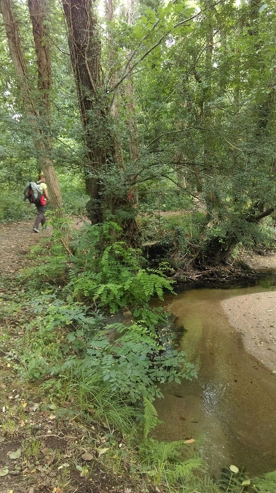 river, trail, eucalyptus, tourist, water stream, walk, excursion HD wallpaper