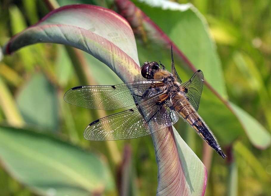 dragonfly, four patch, biotope, insect, wing, nature, animal wildlife HD wallpaper