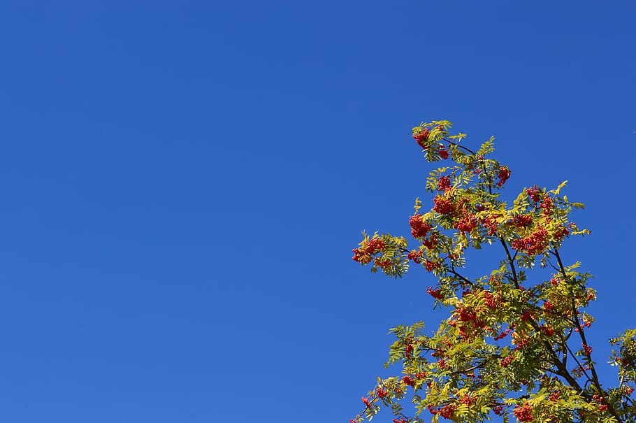 Rowan, Berry, Red, Leaves, Branch, sky, summer, fruit, in the summer time HD wallpaper