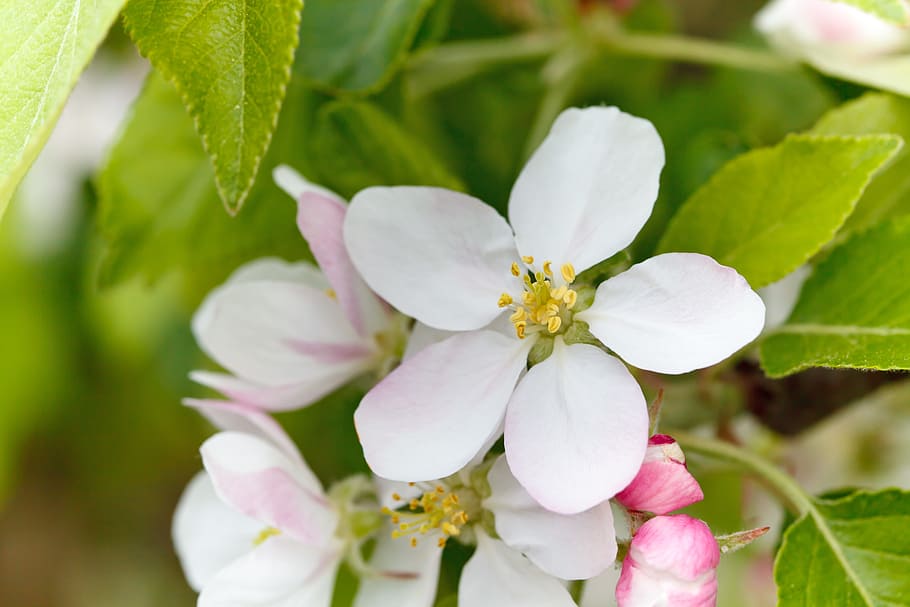 apple, bloom, blooming, blossom, close-up, color, detail, flora HD wallpaper