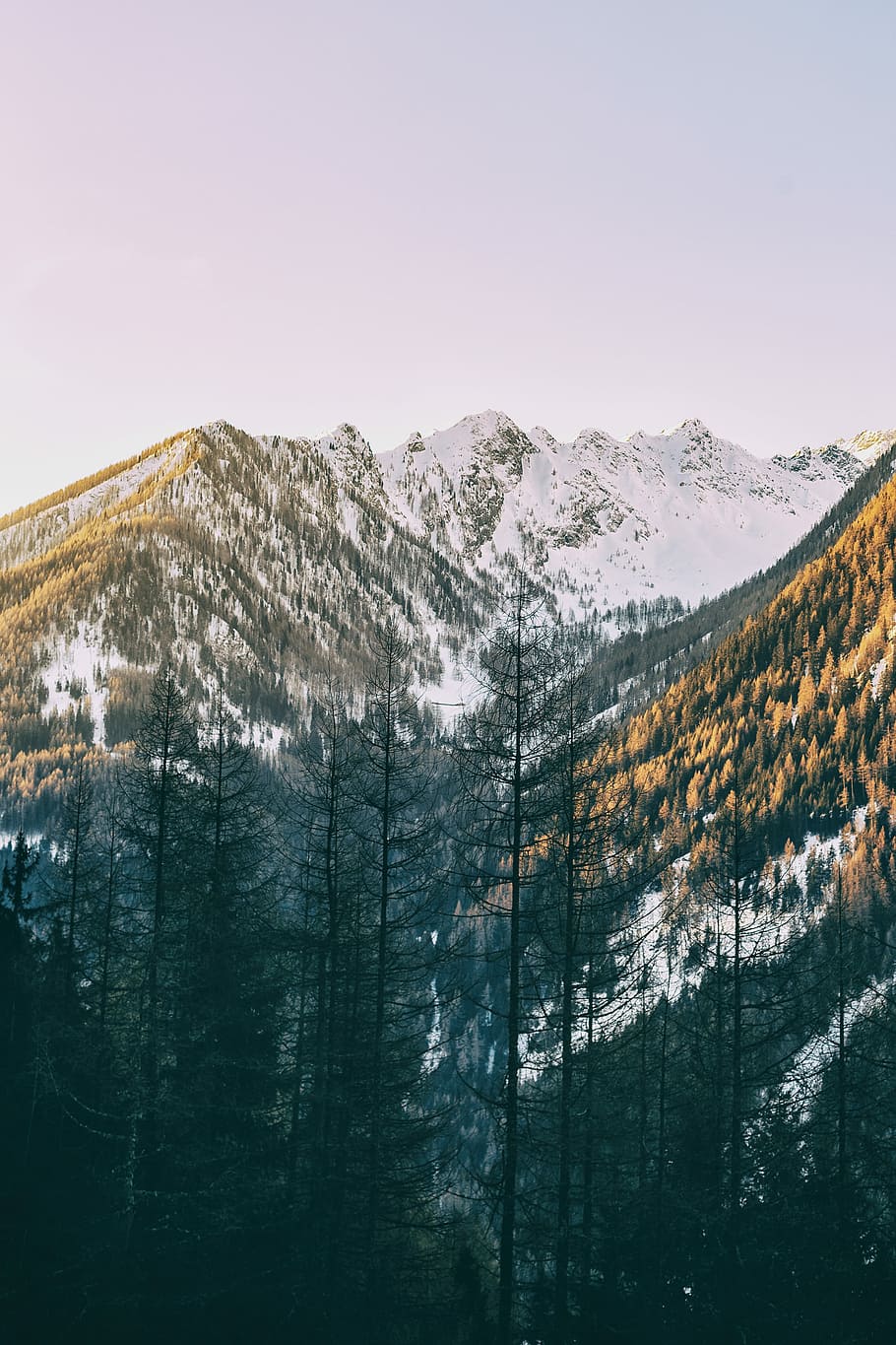 snow covered mountains, photo of green trees near mountains covered by snow HD wallpaper