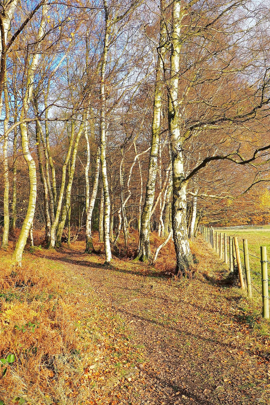 wood, tree, autumn, nature, landscape, forest, light, scene, HD wallpaper