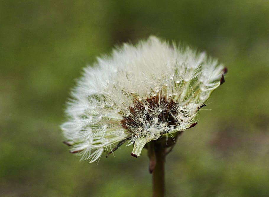 flower, nature, flowers, spring, garden, plant, white, spring flowers HD wallpaper