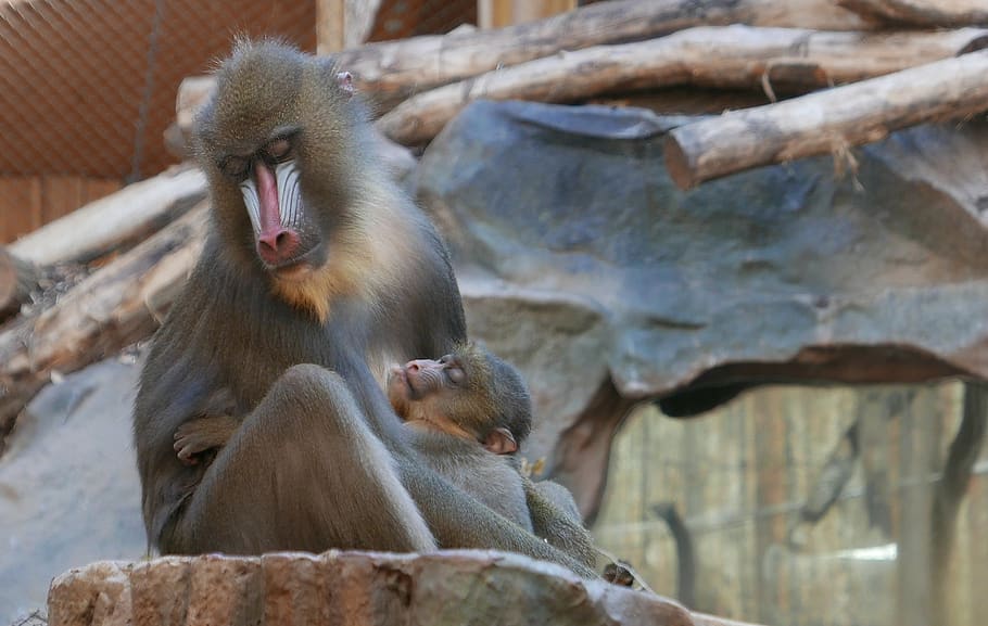 mandrill, old world monkey, primate, primates, animal, mammal HD wallpaper